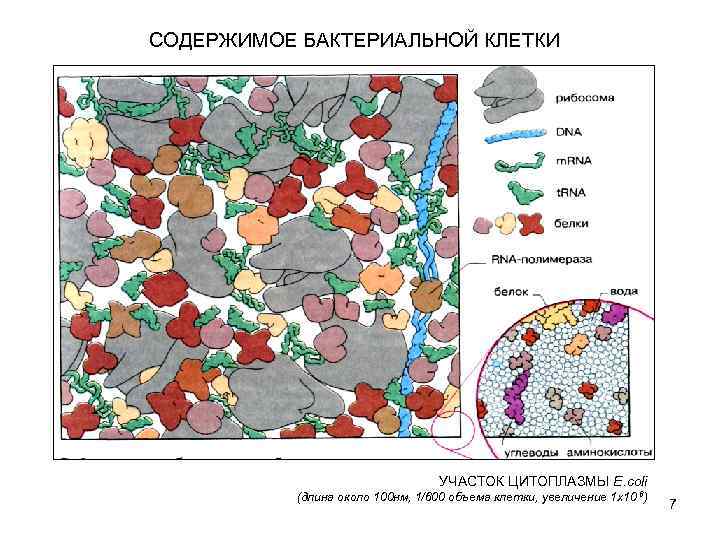СОДЕРЖИМОЕ БАКТЕРИАЛЬНОЙ КЛЕТКИ УЧАСТОК ЦИТОПЛАЗМЫ E. coli (длина около 100 нм, 1/600 объема клетки,