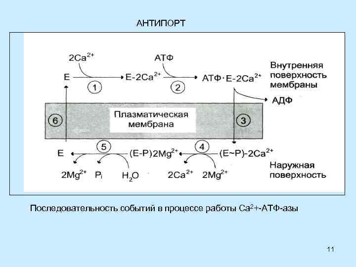 АНТИПОРТ Последовательность событий в процессе работы Са 2+-АТФ-азы 11 