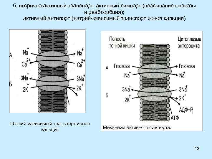 б. вторично-активный транспорт: активный симпорт (всасывание глюкозы и реабсорбция); активный антипорт (натрий-зависимый транспорт ионов