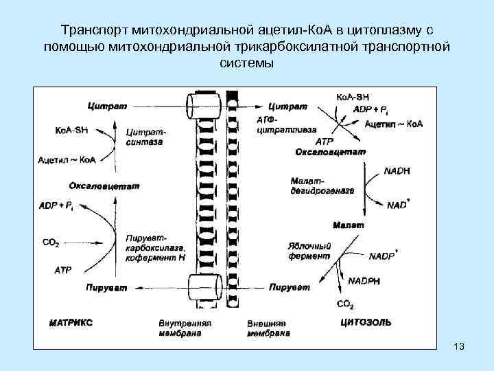 Транспорт митохондриальной ацетил-Ко. А в цитоплазму с помощью митохондриальной трикарбоксилатной транспортной системы 13 