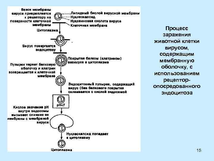 Процесс заражения животной клетки вирусом, содержащим мембранную оболочку, с использованием рецепторопосредованного эндоцитоэа 15 