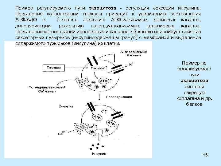 Пример регулируемого пути экзоцитоза - регуляция секреции инсулина. Повышение концентрации глюкозы приводит к увеличению
