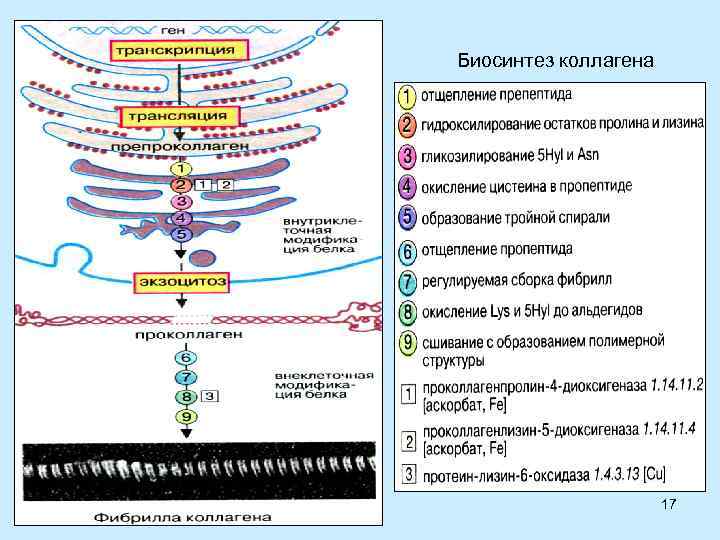 Биосинтез коллагена 17 