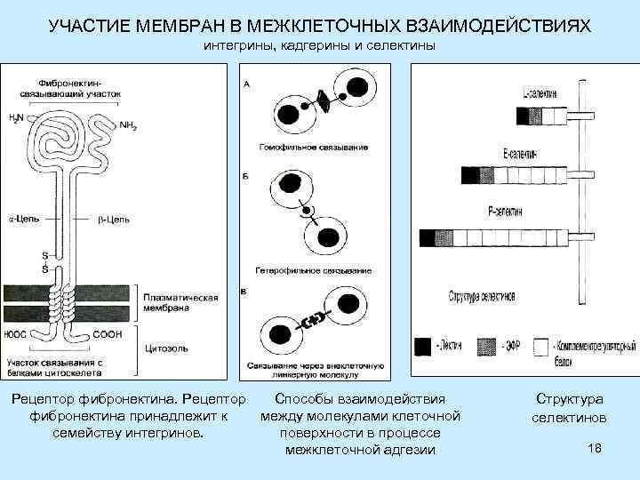 УЧАСТИЕ МЕМБРАН В МЕЖКЛЕТОЧНЫХ ВЗАИМОДЕЙСТВИЯХ интегрины, кадгерины и селектины Рецептор фибронектина принадлежит к семейству
