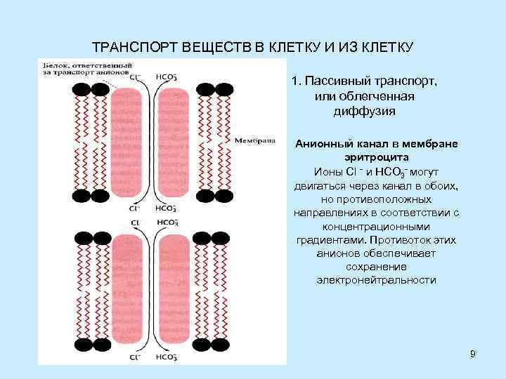 Функция транспорт веществ клетки