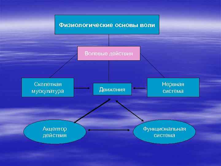 Физиологические основы воли Волевые действия Скелетная мускулатура Акцептор действия Движения Нервная система Функциональная система
