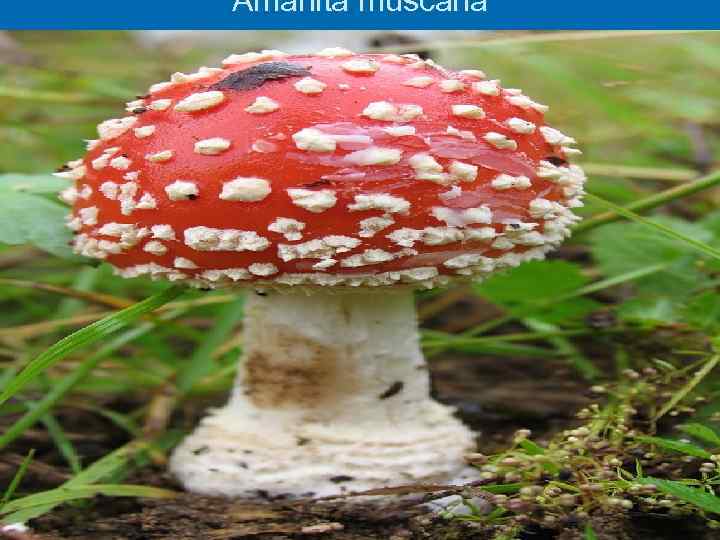 Amanita muscaria 