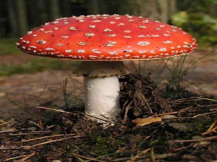 Amanita muscaria 
