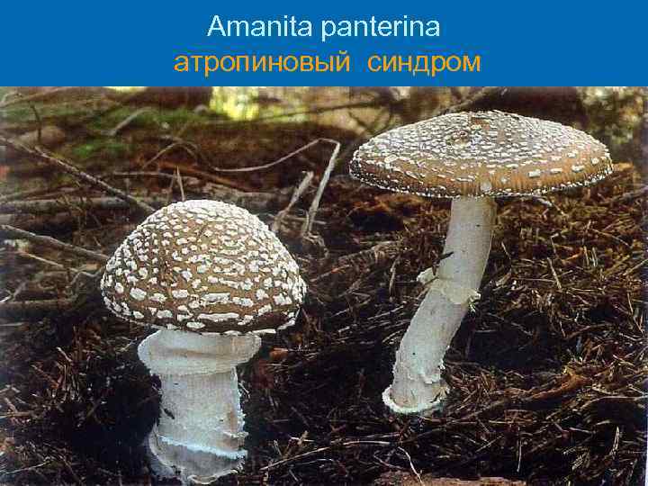 Amanita panterina атропиновый синдром 