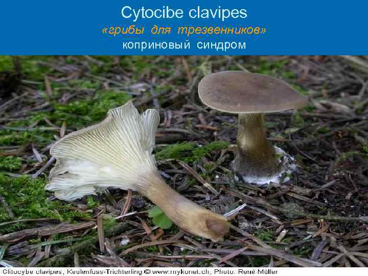 Cytocibe clavipes «грибы для трезвенников» коприновый синдром 