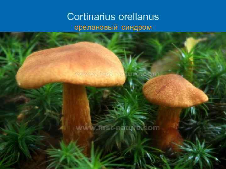 Cortinarius orellanus орелановый синдром Ø 