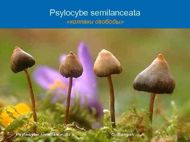 Psylocybe semilanceata «колпаки свободы» Ø 