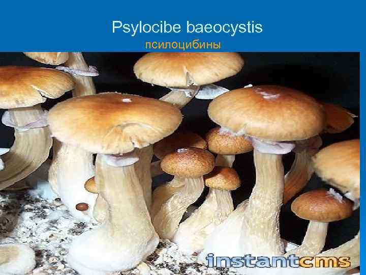 Psylocibe baeocystis псилоцибины 