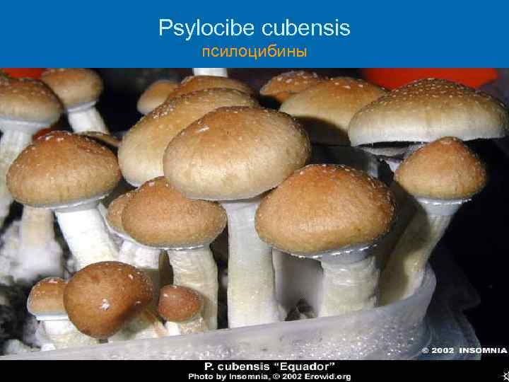 Psylocibe cubensis псилоцибины 