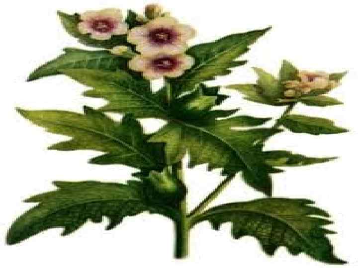 Белена черная 