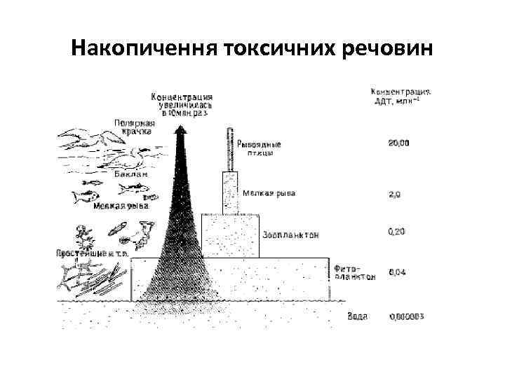 Накопичення токсичних речовин 