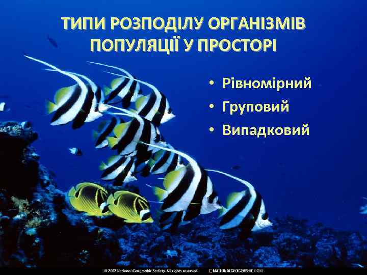 ТИПИ РОЗПОДІЛУ ОРГАНІЗМІВ ПОПУЛЯЦІЇ У ПРОСТОРІ • Рівномірний • Груповий • Випадковий 