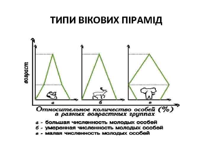 ТИПИ ВІКОВИХ ПІРАМІД 