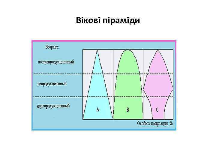 Вікові піраміди 