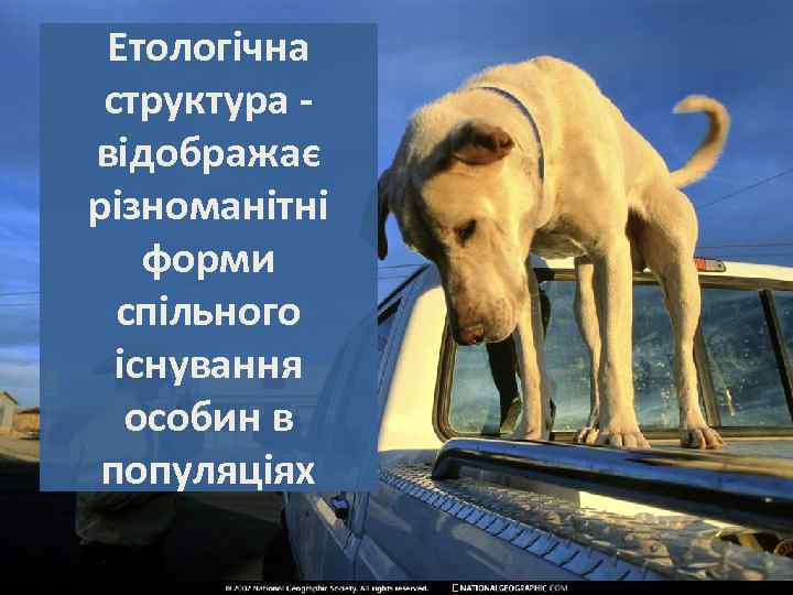 Етологічна структура відображає різноманітні форми спільного існування особин в популяціях 