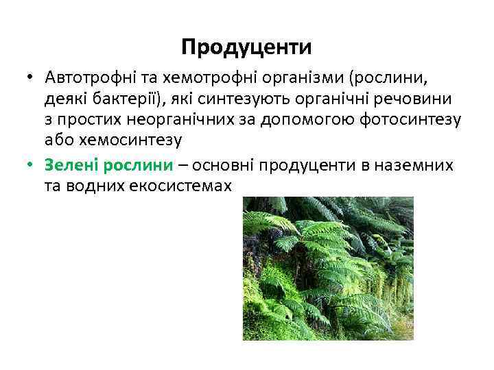 Продуценти • Автотрофні та хемотрофні організми (рослини, деякі бактерії), які синтезують органічні речовини з