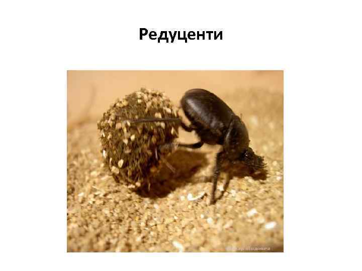 Редуценти 