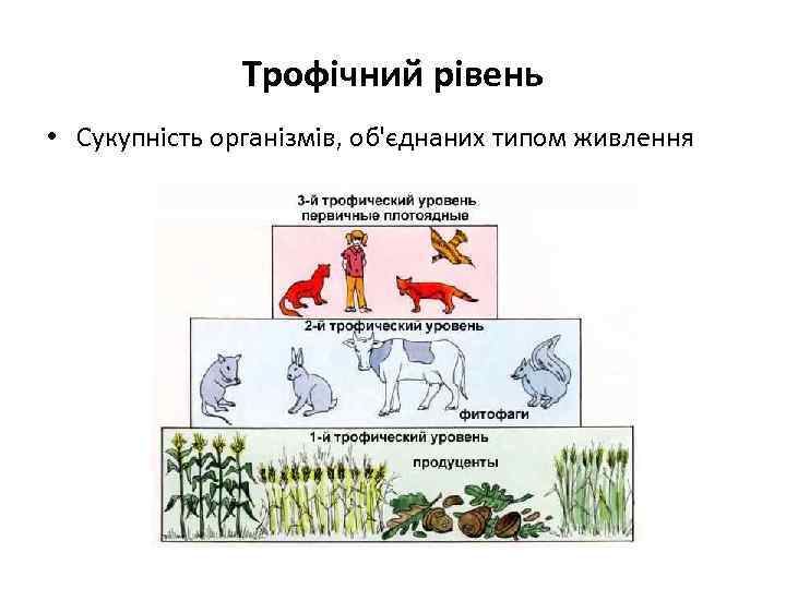 Трофічний рівень • Сукупність організмів, об'єднаних типом живлення 