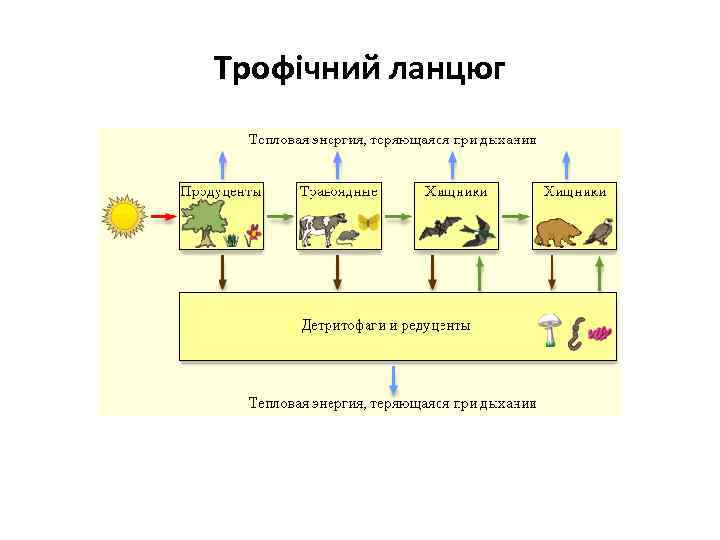 Трофічний ланцюг 