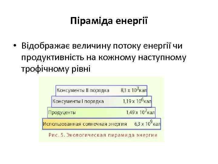 Піраміда енергії • Відображає величину потоку енергії чи продуктивність на кожному наступному трофічному рівні