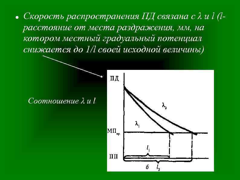  Скорость распространения ПД связана с λ и l (lрасстояние от места раздражения, мм,