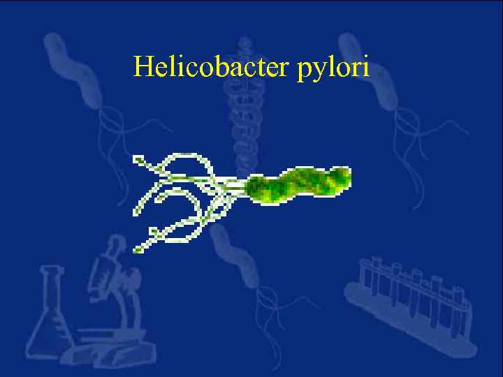 Helicobacter pylori 