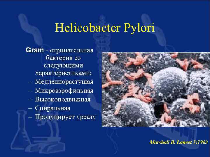 Helicobacter Pylori Gram - отрицательная бактерия со следующими характеристиками: – Медленнорастущая – Микроаэрофильная –
