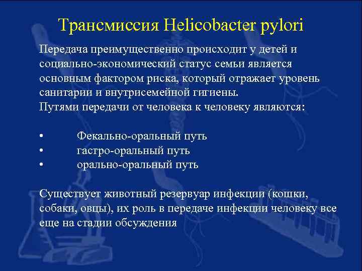 Трансмиссия Helicobacter pylori Передача преимущественно происходит у детей и социально-экономический статус семьи является основным