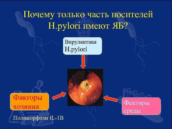 Почему только часть носителей H. pylori имеют ЯБ? Вирулентная H. pylori Факторы хозяина Полиморфизм
