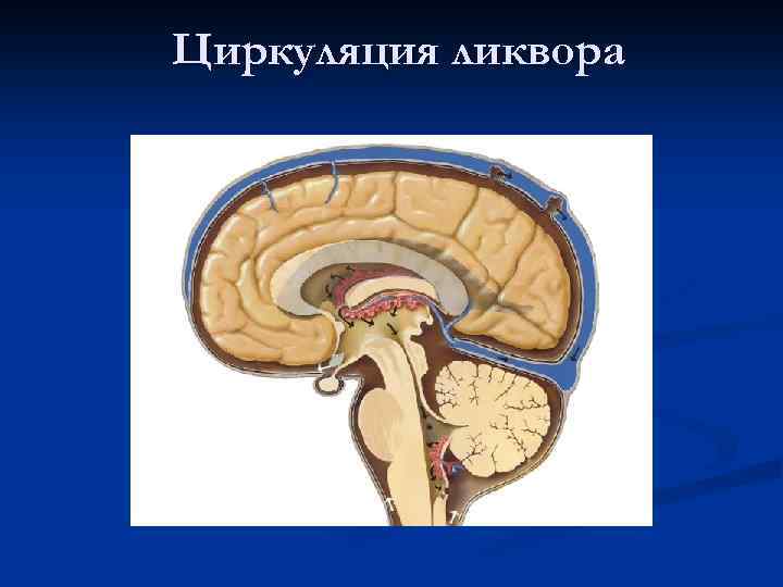 Циркуляция ликвора 