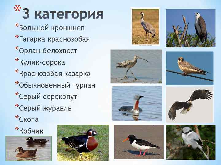 Птицы в хмао фото и название