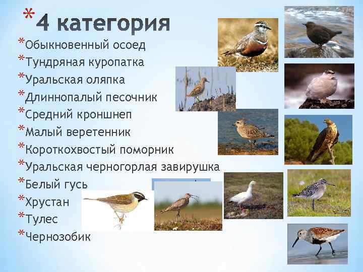 Перелетные птицы архангельской области фото с названиями