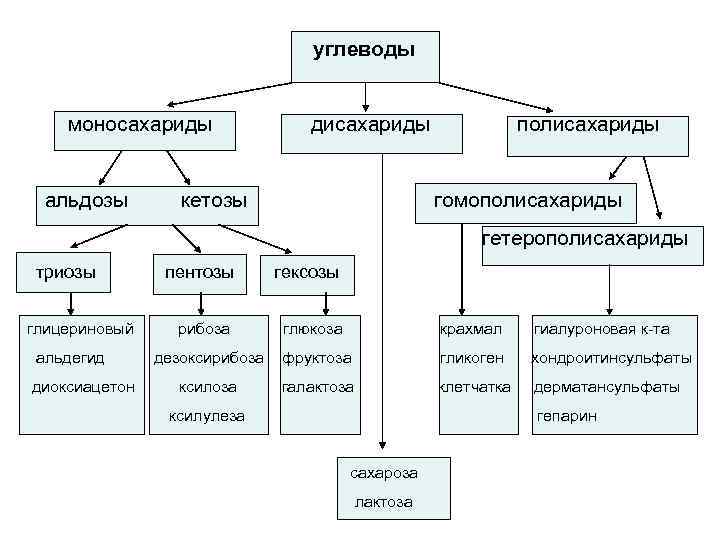 углеводы моносахариды альдозы дисахариды кетозы полисахариды гомополисахариды гетерополисахариды триозы глицериновый альдегид диоксиацетон пентозы гексозы