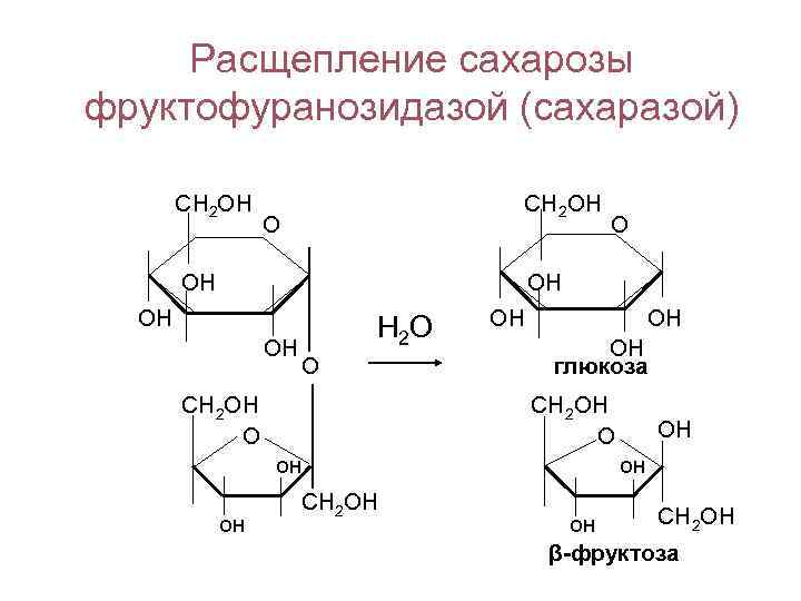 Расщепление сахарозы фруктофуранозидазой (сахаразой) СН 2 ОН ОН ОН Н 2 О О СН