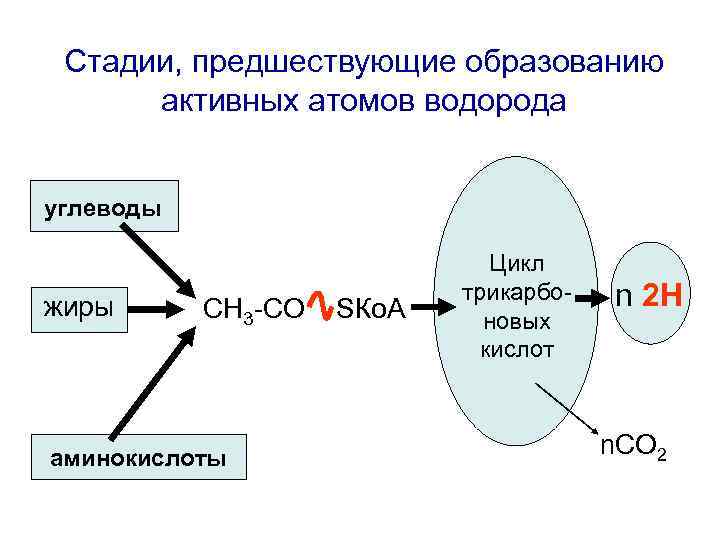 Стадии, предшествующие образованию активных атомов водорода углеводы жиры СН 3 -СО аминокислоты SКо. А