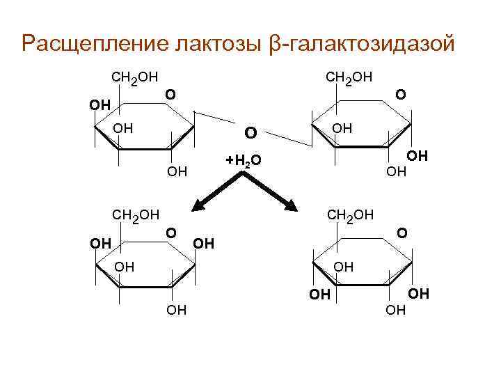 Расщепление лактозы β-галактозидазой сн 2 он ОН сн 2 он О он сн 2