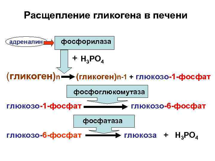 Распад гликогена. Схему реакций фосфоролитического распада гликогена. Схема расщепления гликогена. Схема реакций расщепления гликогена. Распад гликогена формулы.