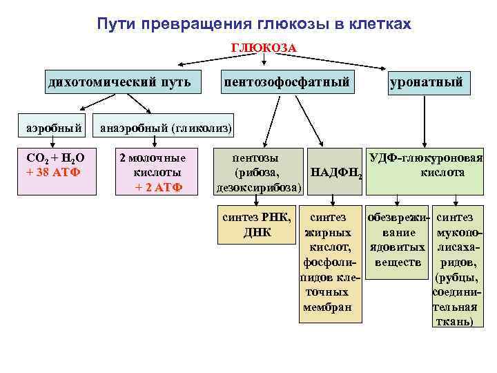 Пути превращения глюкозы в клетках ГЛЮКОЗА дихотомический путь аэробный СО 2 + Н 2