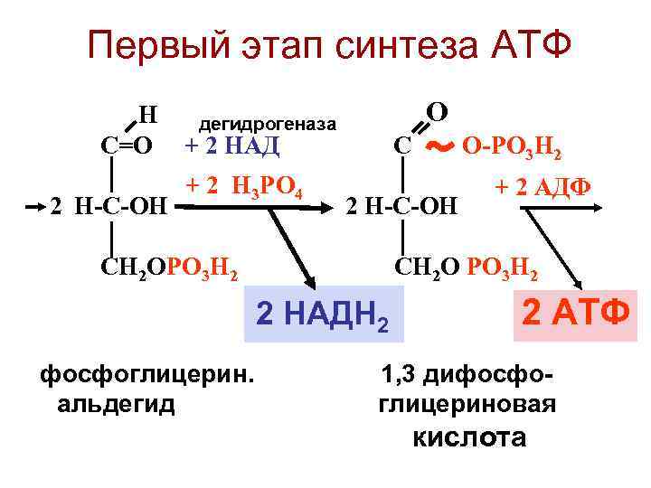 Первый этап синтеза АТФ Н С=О 2 Н-С-ОН О дегидрогеназа + 2 НАД +