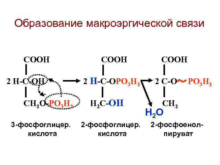 Образование макроэргической связи СООН 2 Н-С-ОН СН 2 О-РО 3 Н 2 3 -фосфоглицер.