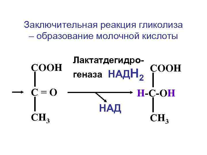 Заключительная реакция гликолиза – образование молочной кислоты СООН Лактатдегидрогеназа НАДН 2 С=О СН 3