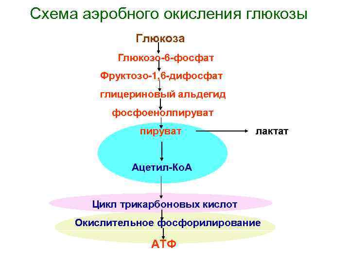 Окисление глюкозы энергетический обмен