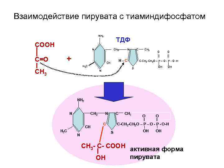 Взаимодействие пирувата с тиаминдифосфатом NH 2 СООН С=О ТДФ N CH 2 + N