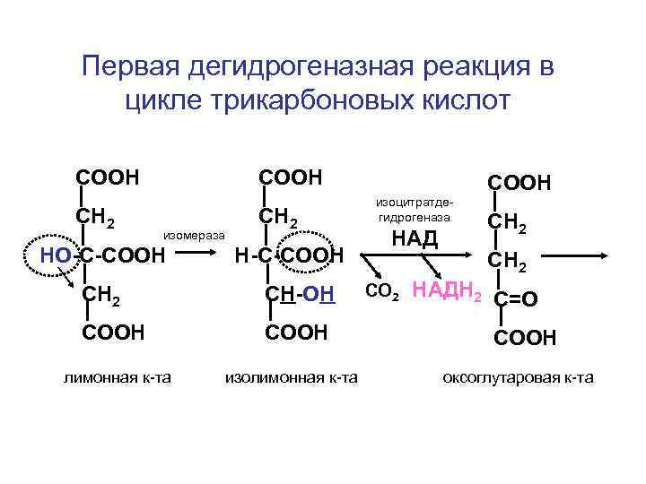 Первая дегидрогеназная реакция в цикле трикарбоновых кислот СООН СН 2 СООН изомераза НО-С-СООН СН