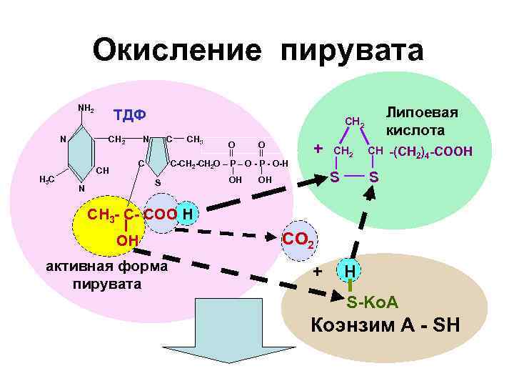 Окисление пирувата NH 2 N H 3 C ТДФ CH 2 СН N C